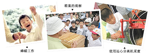 箱巢的观察  蜂蜡工作  使用远心分离机采蜜